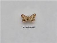 藏品(尺蛾69)的圖片